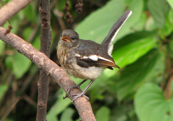 Young Magpie Robin