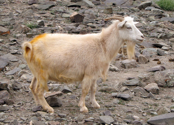Domesticated Wild Goat
