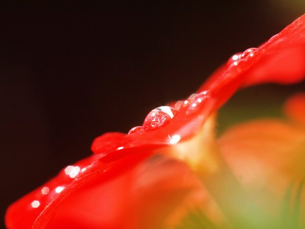 Red flower 1