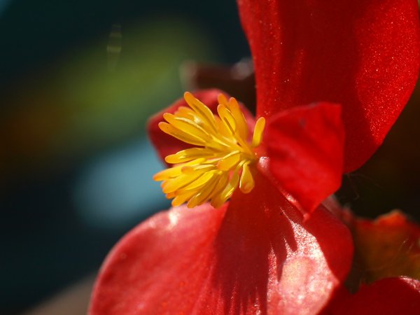 Red flower 3