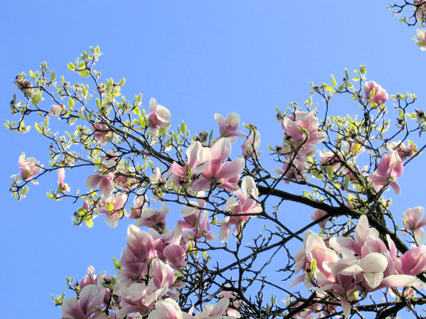 magnolia branches