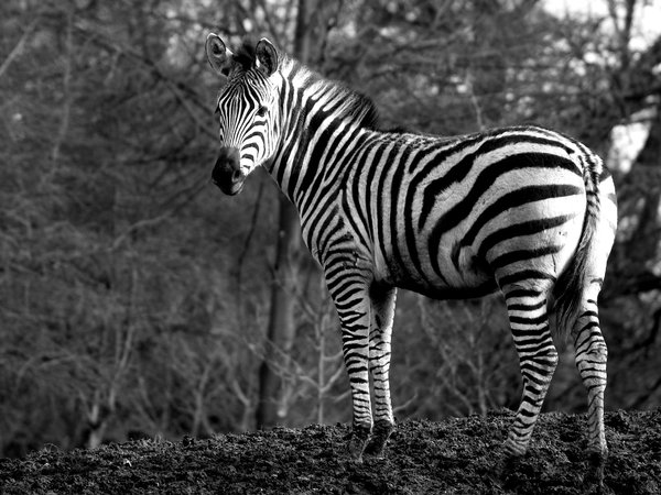 Zebra on a hill