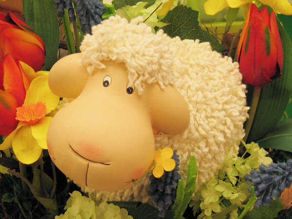 sheep in flowerbed