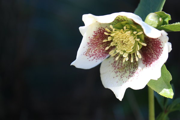 Hellebore flower