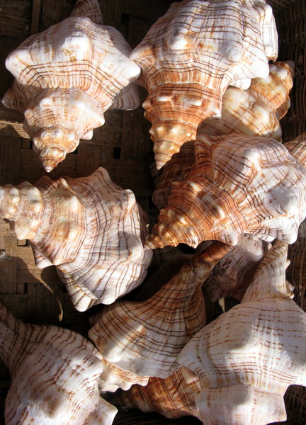Sea shells 5