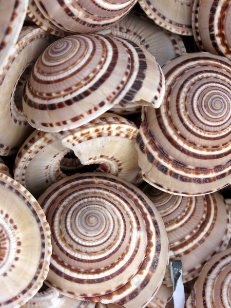 Sea shells 1