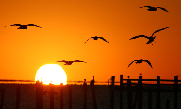Sunrise with Seagulls