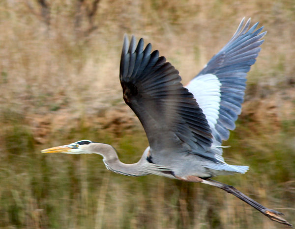 Heron in Flight