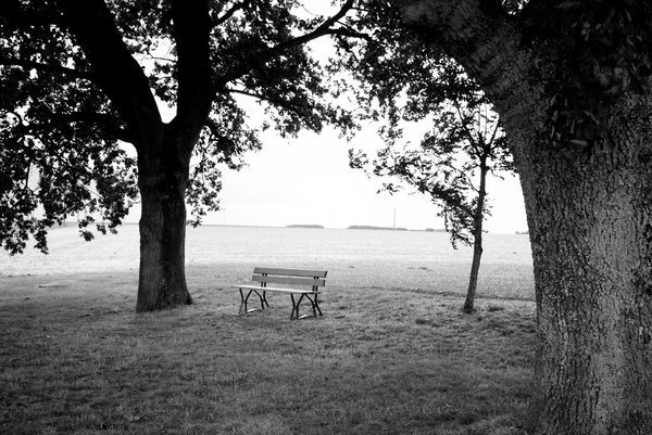 Bench and trees 2