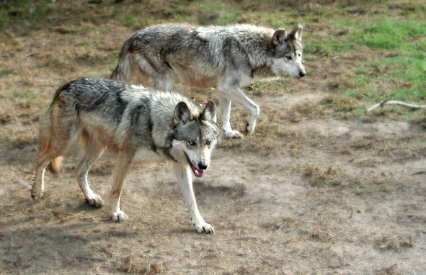 Mexican wolves