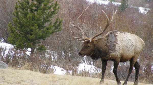 Elk 7