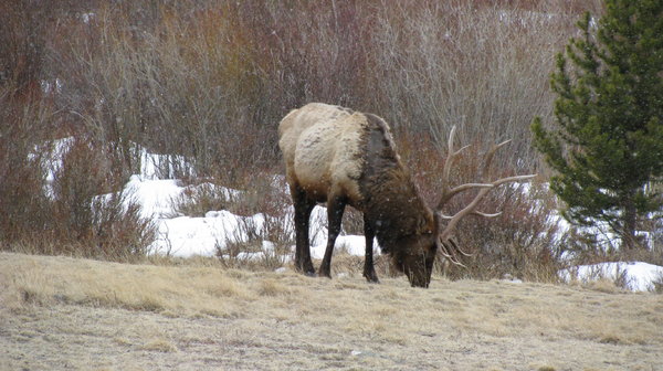 The Elk 2