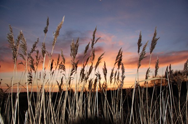 reedbed at sunset 1
