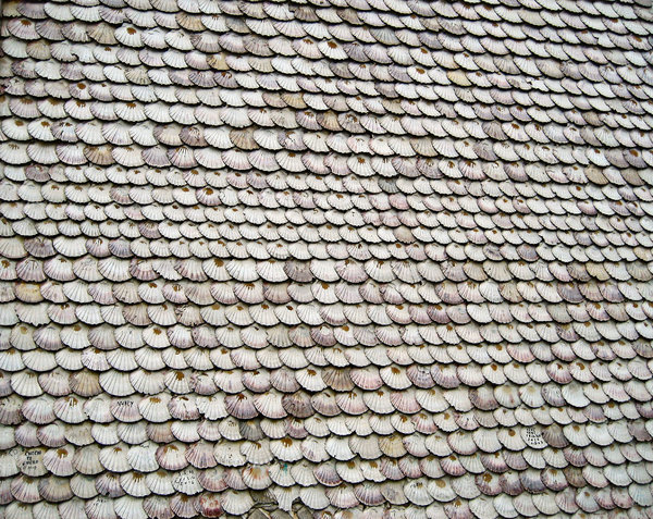 shells texture