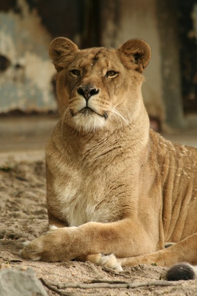 Lion in Zoo of Antwerp