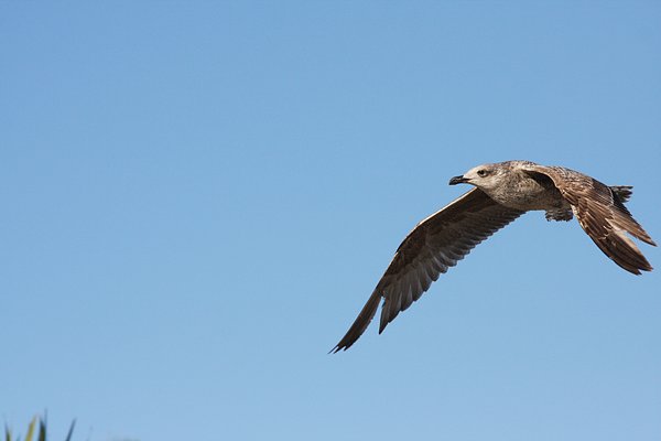 Flying seagull 3