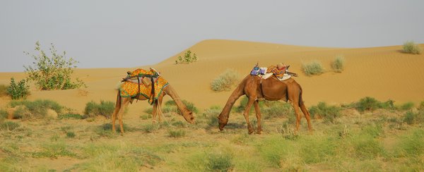 Camels in Tar desert