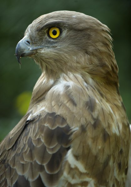 Portrait of a buzzard
