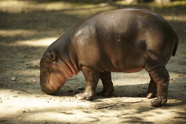 Hippopotamus's calf