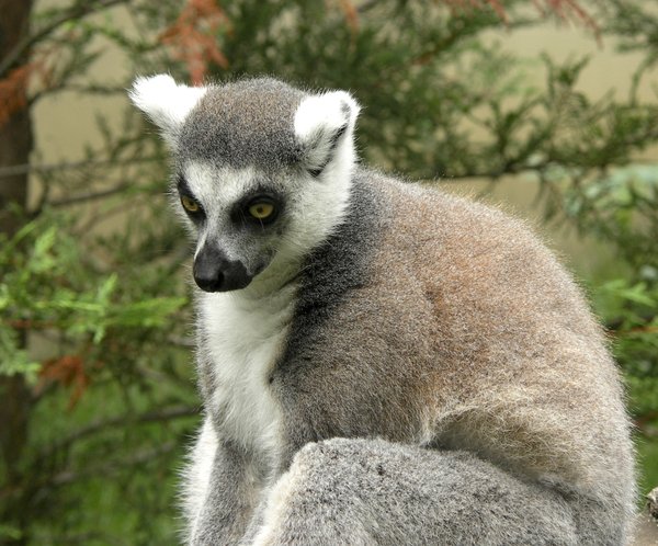 Thinking lemur