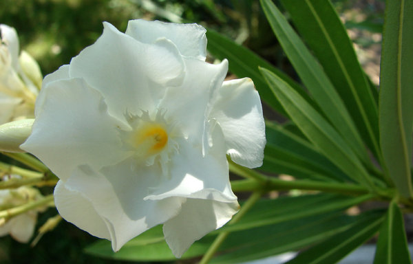 white oleander 1