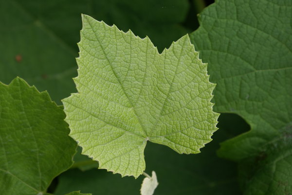 Vine leaf