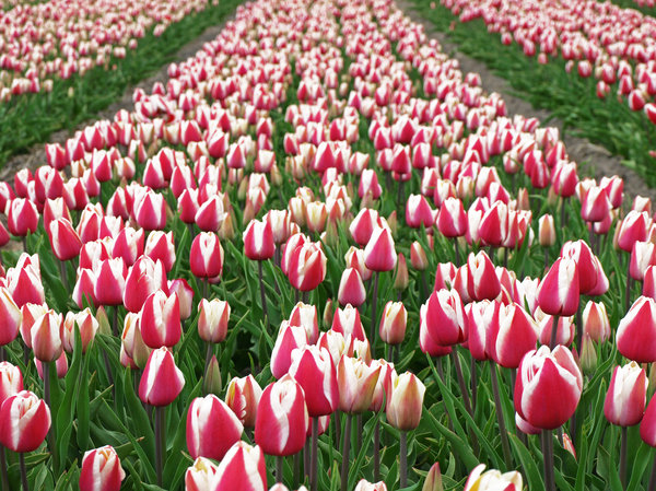 Dutch Tulip Season