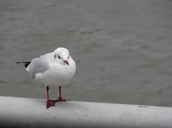 tired seagull