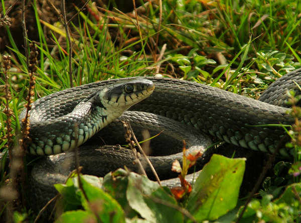 Snake /Natrix natrix)