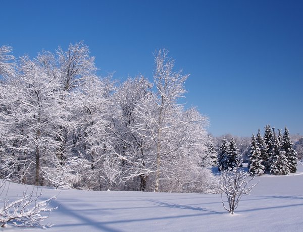 Winter wonder land
