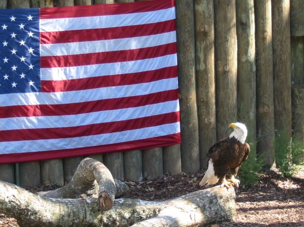 Eagle in front of USA flag