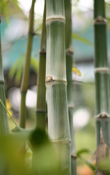 Bamboos In The Garden
