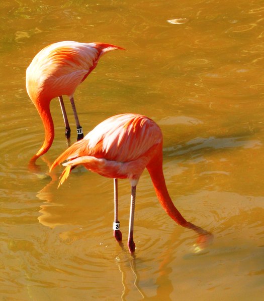 Flamingo 31