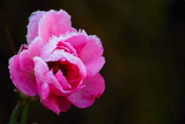 Frozen rose 2