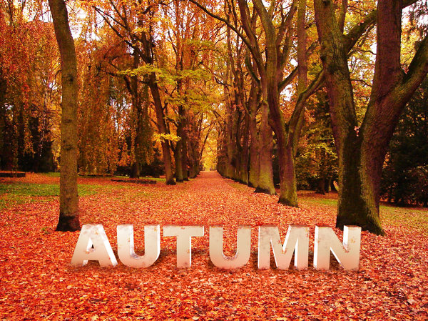Autumn Concept