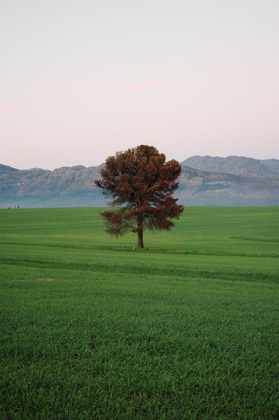 Tree in farmland