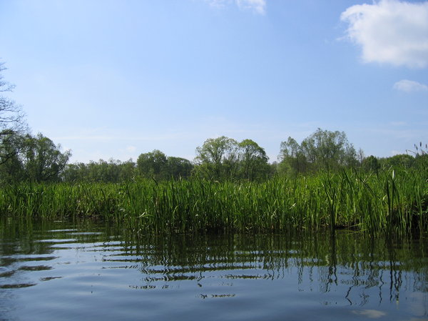 reeds at water in Spree Forest