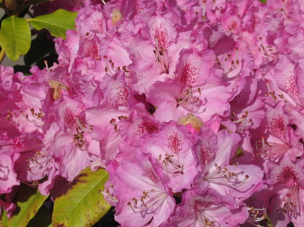 pink rhododendron blossoms 2