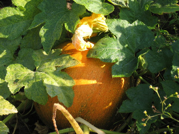 organic pumpkin