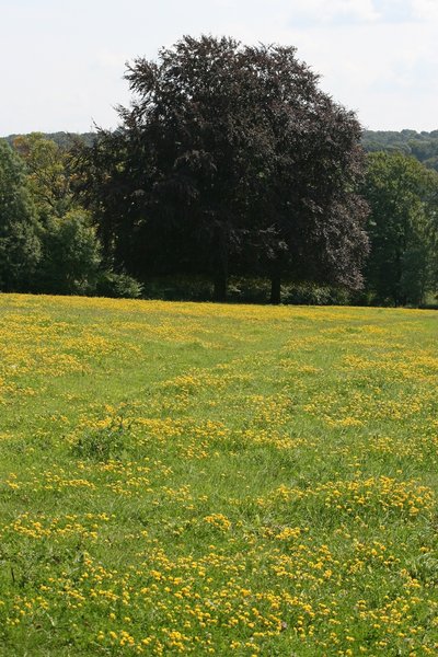 Buttercup meadow