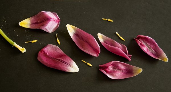 Tulip petals II