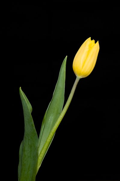 Yellow Tulip III