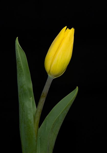 Yellow Tulip I