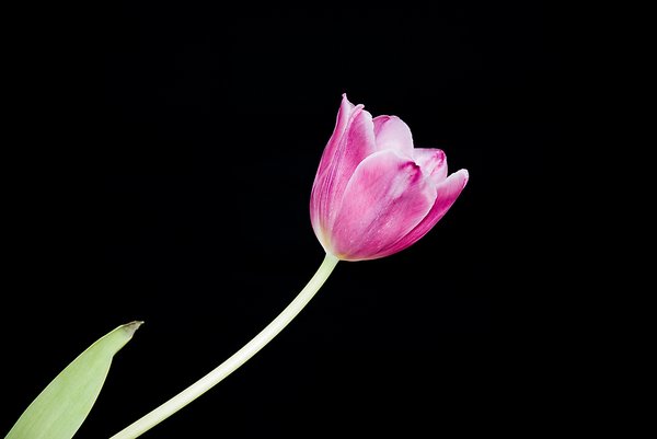 Pink tulip I