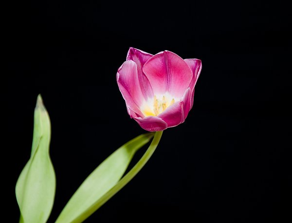 Pink tulip III