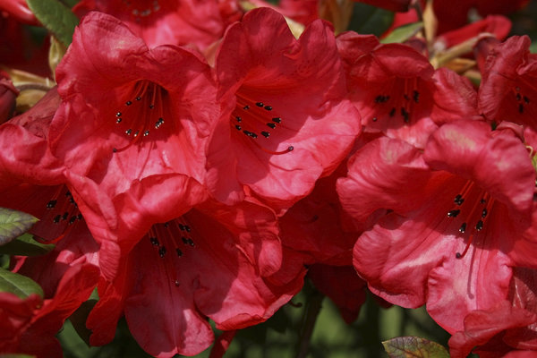 Red rhododendrons
