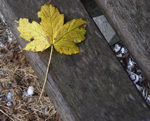 Leaf on bench