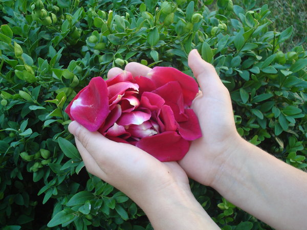 Rose petals  1