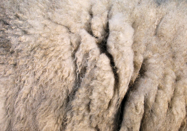 sheep wool texture