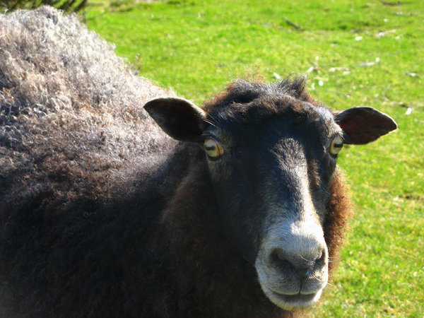 On the moors - black sheep